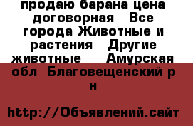 продаю барана цена договорная - Все города Животные и растения » Другие животные   . Амурская обл.,Благовещенский р-н